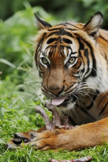Sumatran tiger (Panthera tigris sumatrae), feeding, captive, occurring on Sumatra, Indonesia