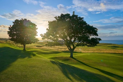 Two trees on a green field overlooking the sea in sunlight, golf course, North Berwick, East