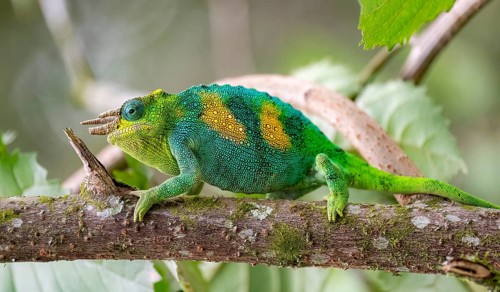 Three-horned chameleon (Trioceros jacksonii), male, on a branch, Bwindi Impenetrable Forest