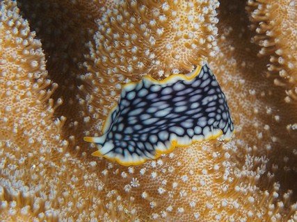 Brilliant whirlpool worm (Pseudoceros scintillatus), whirlpool worm, with patterned body on coral