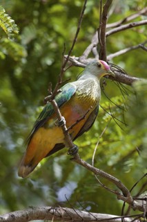 Rose-crowned Fruit Dove (Ptilinopus regina), Northern Territory, Australia