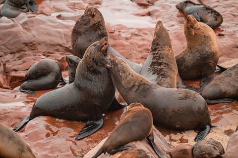 Seal colony, fur seal, Cape fur seal (Arctocephalus pusillus), Cape Cross, Atlantic coast, Namibia