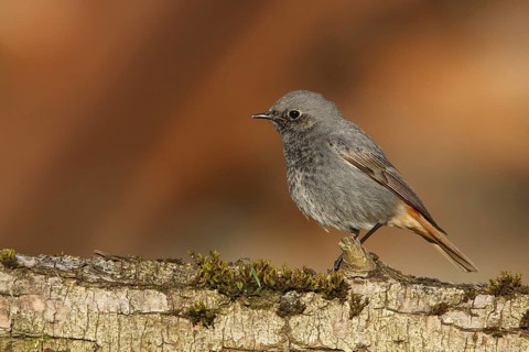 Black Redstart (Phoenicurus ochruros) male, Poland
