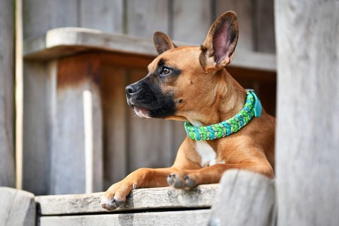 Brown mixed breed dog wearing green paracord collar in front of wooden background