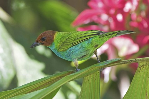 Bay-headed Tanager (Tangara gyrola), Costa Rica