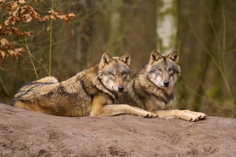 Two wolves resting next to each other on a hill in the forest, Wolf (Canis lupus), Germany