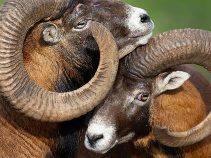 Two grouches have wedged their horns, North Rhine-Westphalia, Germany