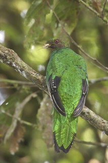 Golden-headed Quetzal (Pharomachrus auriceps) female, Ecuador