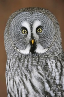 Great grey owl (Strix nebulosa), portrait, captive, Germany