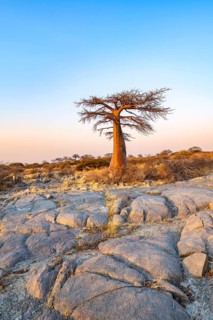 African baobab or baobab tree (Adansonia digitata), at sunrise, Kubu Island (Lekubu), Sowa Pan,