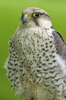 Lanner Falcon (Falco biarmicus), North Rhine-Westphalia, Germany