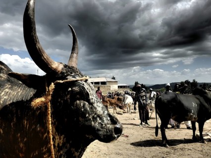 Close-up, A cattle (bos) with large horns stands at a cattle market under an imposing sky, Ethiopia