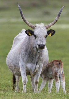 Hungarian Grey Cattle, Hungarian Grey Cattle, (Bos primigenius taurus), cow with calf, animal kids,