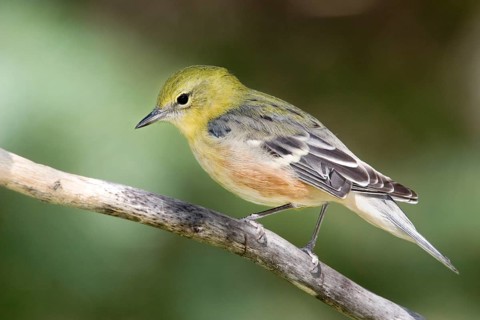 Bay-breasted Warbler Dendroica castanea Riding Mountain National Park, Manitoba, Canada 29 August