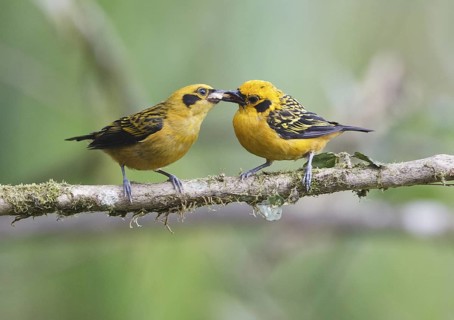 Golden Tanager (Tangara arthus), Pichincha, Ecuador