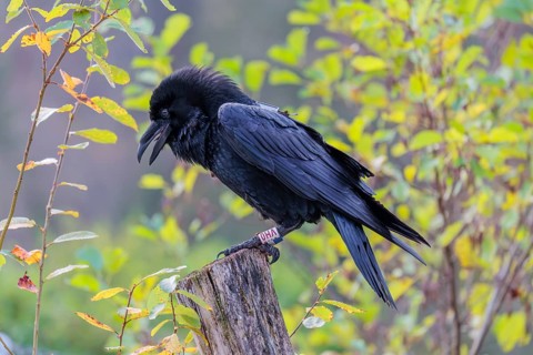 A common raven (Corvus corax) fitted with a GPS transmitter perches on an old fence post amid