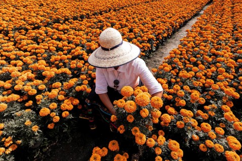 A woman tends to vibrant cempasuchil flowers in Xochimilco, Mexico, traditionally used in Day of