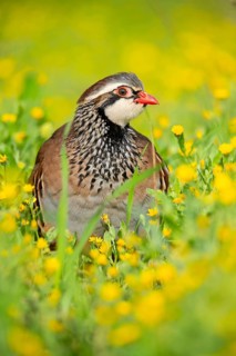 A red-legged partridge sits amidst a vibrant meadow of yellow wildflowers The bird's striking