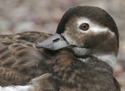 Long-tailed Duck (Clangula hyemalis) female, California, USA