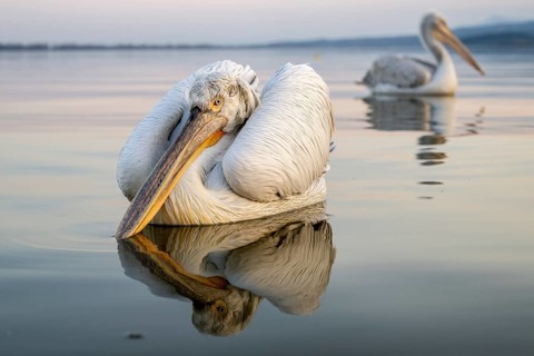 Dalmatian Pelican (Pelecanus crispus), Dalmatian Pelican, swimming, morning mood, in splendour,