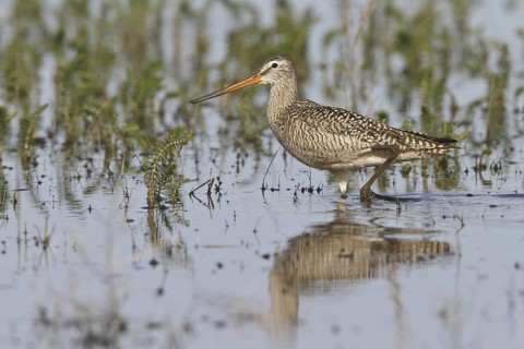 Marbled Godwit (Limosa fedoa), Alberta, Canada