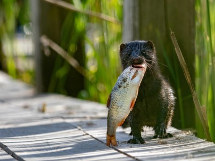 A mink with prey fish in its mouth