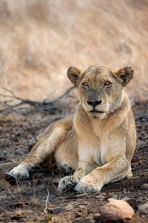 Lion (Panthera leo), adult female, lying down, African savannah, Kruger National Park, South Africa