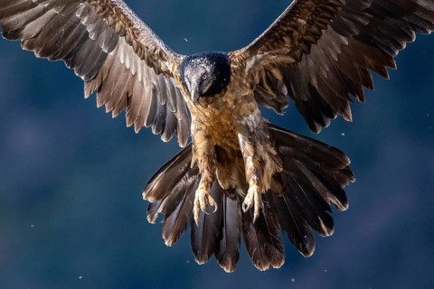 Bearded Vulture (Gypaetus barbatus) juvenile flying, Aragon, Spain