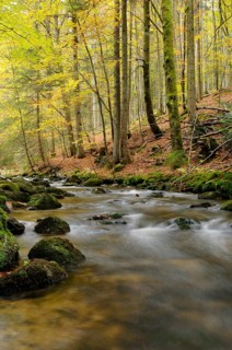 A river meanders through old-growth forest with autumn colours and moss-covered stones, Kleine Ohe,
