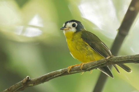 White-faced Robin (Tregellasia leucops) perched on a branch in Papua New Guinea