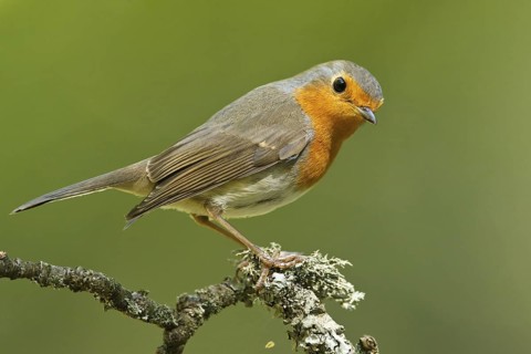 European Robin (Erithacus rubecula), Germany