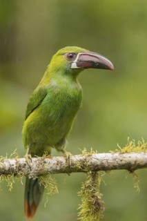 Crimson-rumped Toucanet (Aulacorhynchus haematopygus) perched on a branch, Mindo, Ecuador