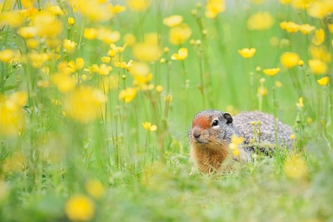 Columbia ground squirrel (Urocitellus columbianus, Spermophilus columbianus) in a flower meadow,