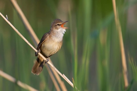 Great Reed Warbler (Acrocephalus arundinaceus) male singing in reeds, Poland
