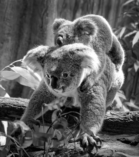 Animal portrait, koala (Phascolarctos cinereus), marsupial mammal, with young on the back, koala