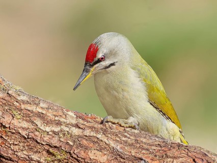 Grey-headed woodpecker (Picus canus), or lesser spotted woodpecker, male, sitting on a thick