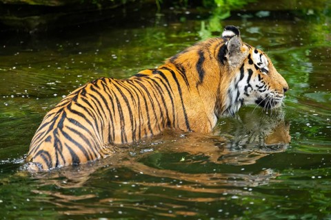 Siberian tiger (Panthera tigris tigris) swimming in a lake, captive, Germany