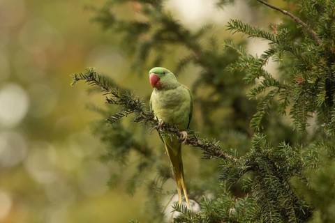 Alexandrine Parakeet (Psittacula eupatria) female, Hesse, Germany
