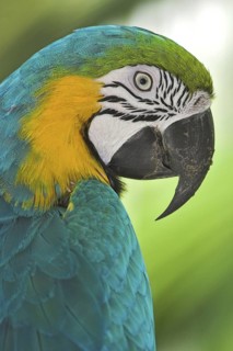 Blue-and-yellow Macaw (Ara ararauna), Costa Rica