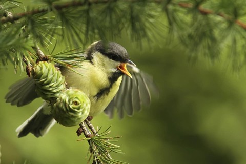 Great Tit (Parus major) juvenile, Lower Saxony, Germany