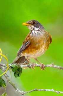 Rufous-backed Robin Turdus rufopalliatus El Tuito, Jalisco, Mexico 12 June Adult Turdidae
