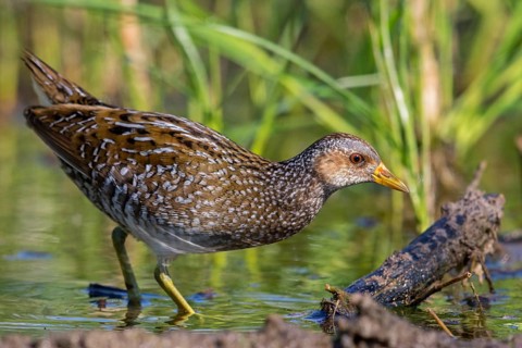Spotted Crake, Spotted Crake, (Porzana porzana), animals, birds, rails, biotope, habitat, foraging,