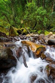 Mhlwazini River flows through thick forest, original mountain forest, Rainbow Gorge,