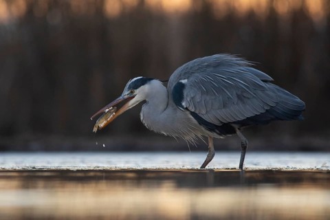 Grey Heron (Ardea cinerea) with fish prey in beak, Pusztaszer, Hungary