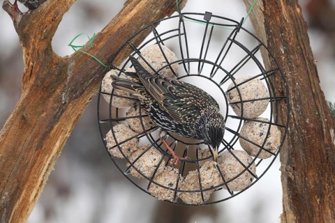 Starling (Sturnus vulgaris) at winter feeding in the forest, Allgäu, Bavaria, Germany, Allgäu,