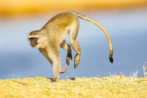 Vervet Monkey (Cercopithecus aethiops) South Luangwa NP Zambia August