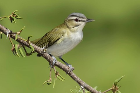 Black-whiskered Vireo (Vireo altiloquus), Texas, USA