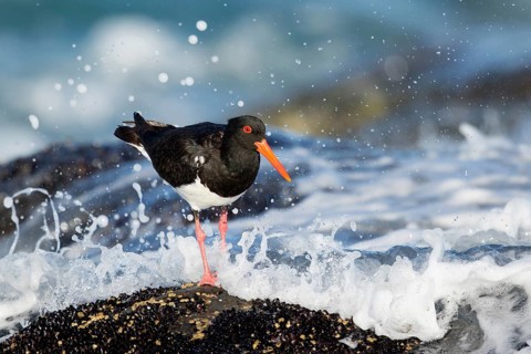 Pied Oystercatcher (Haematopus longirostris) foraging at shoreline, Tasmania, Australia