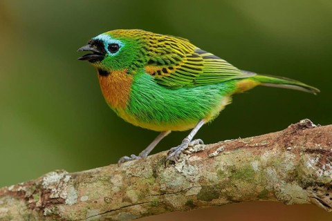 Brassy-breasted Tanager (Tangara desmaresti) perched on a branch in the Atlantic Rainforest Region