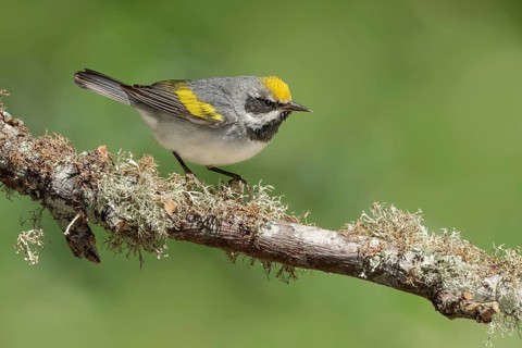 Golden-winged Warbler (Vermivora chrysoptera) male perched on a branch, Texas, USA
